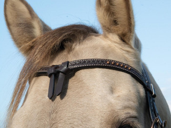 Adkins Kopfstück, mit kupferfarbenen Beschlägen (C) Cob