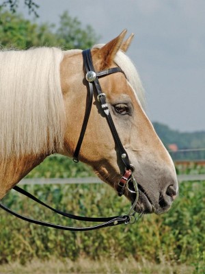 Kopfstück Colt Silver V, mit Zügeln, schwarz