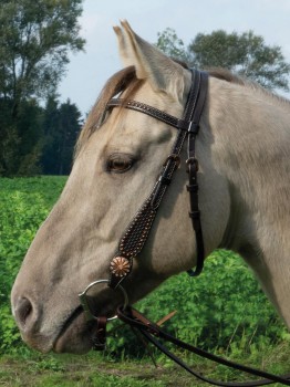 Adkins Kopfstück, mit kupferfarbenen Beschlägen (C) Cob